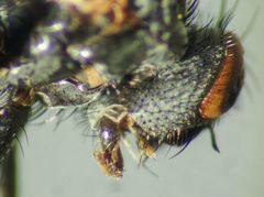 Triarthria setipennis