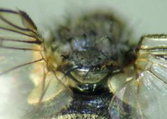 Triarthria setipennis