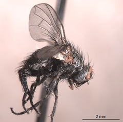 Triarthria setipennis