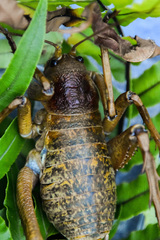 Deinacrida heteracantha