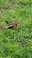 Haemorhous mexicanus