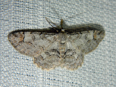 Iridopsis larvaria