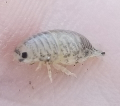 Cirolana harfordi