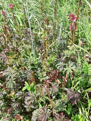 Sidalcea hendersonii