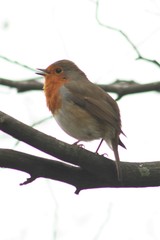 Erithacus rubecula