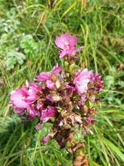 Sidalcea hendersonii
