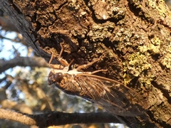 Cicada orni