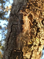 Cicada orni