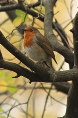 Erithacus rubecula