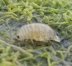 Cirolana harfordi