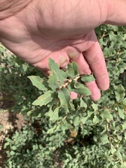 Quercus × undulata