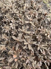 Rhododendron setosum