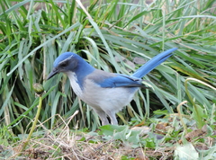 Aphelocoma californica