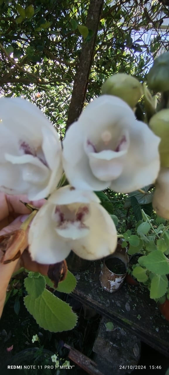 Dove Orchid (Peristeria elata)
