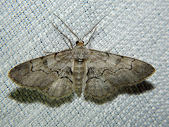 Iridopsis larvaria