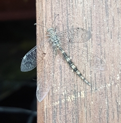 Neuroleon egenus