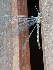 Neuroleon egenus
