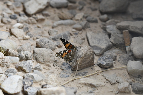Painted Lady