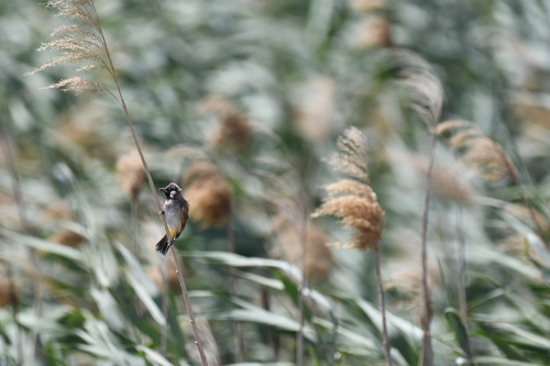 White-eared Bulbul