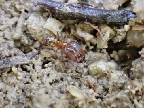 Pallid Big-headed Ant, Barcelona, Spain, photo 9 of 10