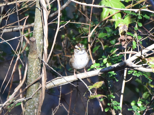 White-throated Sparrow photographed in South Carolina