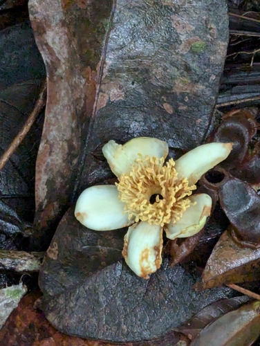 Polyspora singaporeana