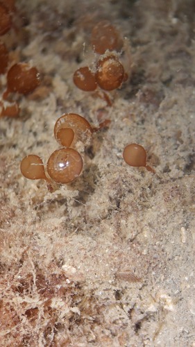 Botryocladia botryoides observed 2024-07-15