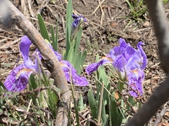 Iris kemaonensis