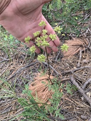 Cymopterus longiradiatus