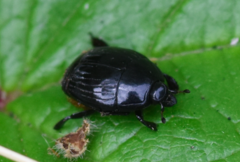 Margarinotus brunneus