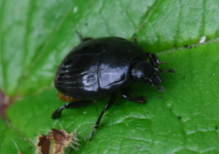 Margarinotus brunneus