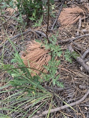 Cymopterus longiradiatus