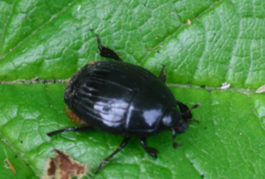 Margarinotus brunneus