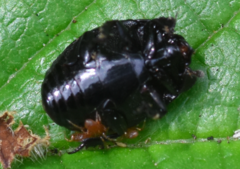 Margarinotus brunneus