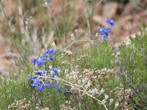 Image of Delphinium geyeri by (c) Ashwin Srinivasan, some rights reserved (CC BY)