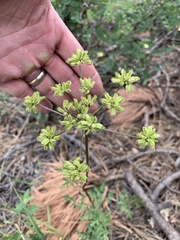 Cymopterus longiradiatus