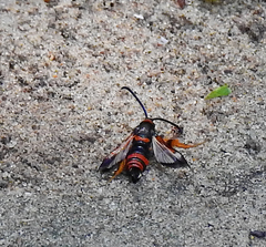 Synanthedon sapygaeformis