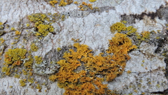 Fungi