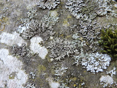 Fungi