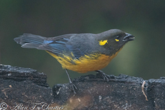 Lacrimose Mountain-Tanager photo 5