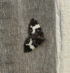 Rheumaptera hastata