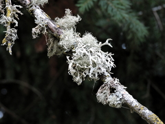 Fungi