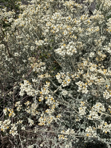 Image of Helichrysum patulum by (c) Dave Richardson, some rights reserved (CC BY)