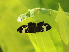 Rheumaptera hastata