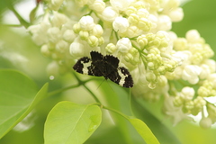 Rheumaptera hastata