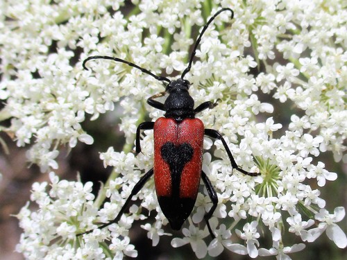 heart longhorn beetle, Ниш, Србија, photo 5 of 10