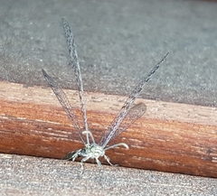 Neuroleon egenus