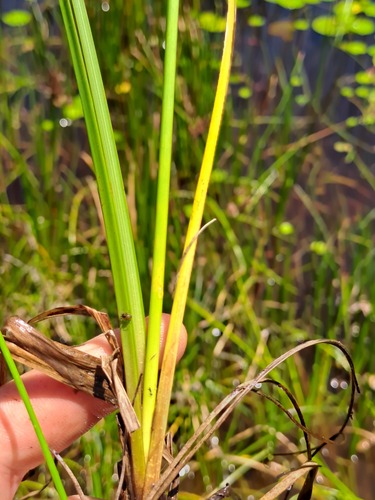 Cyperus nitidus