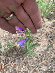 Penstemon neomexicanus