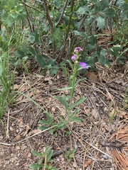 Penstemon neomexicanus